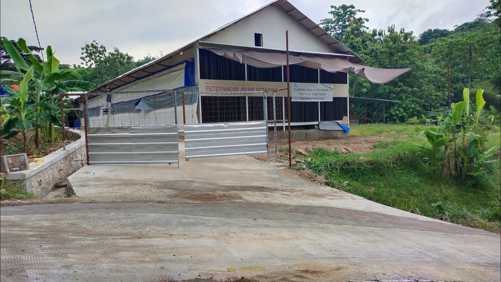 Ternak Ayam